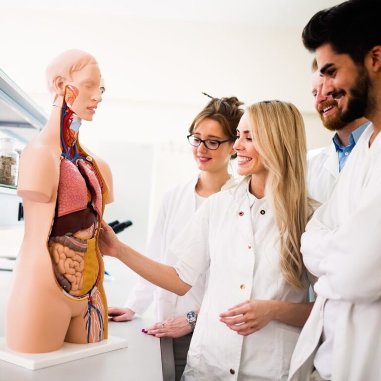 Estudantes de medicina em uma aula prática, analisando um modelo anatômico humano. A imagem ilustra a preparação intensa necessária para atingir a nota de corte em medicina, destacando a importância de um estudo aprofundado para ingressar no curso de medicina.