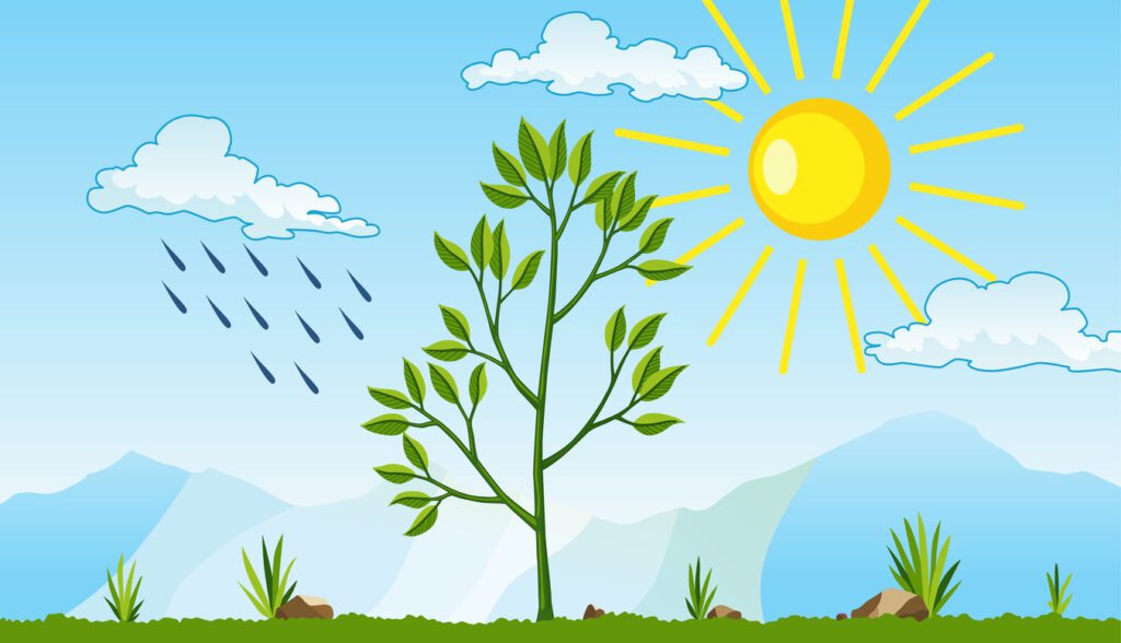 Ilustração do processo de fotossíntese, mostrando uma planta recebendo luz solar e chuva, elementos essenciais para a realização da fotossíntese, em que a planta transforma energia solar em alimento.