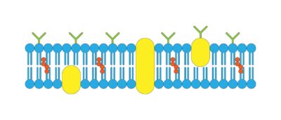 Ilustração da Membrana Plasmática com bicamada lipídica, proteínas integrais e periféricas, ideal para estudar a estrutura e função da Membrana Plasmática.