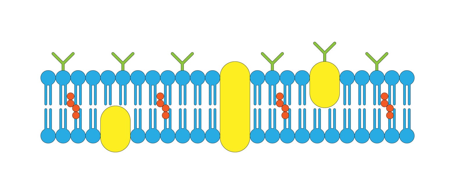 Ilustração da Membrana Plasmática com bicamada lipídica, proteínas integrais e periféricas, ideal para estudar a estrutura e função da Membrana Plasmática.