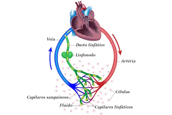 ilustração explicando o funcionando do sistema linfático