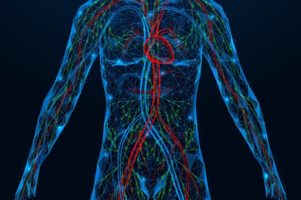 Ilustração digital do corpo humano destacando o sistema linfático, vasos linfáticos e circulação sanguínea em modelo anatômico com fundo escuro.