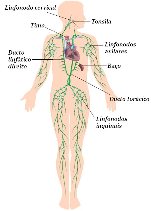 corpo mostrando a anatomia do sistema linfático