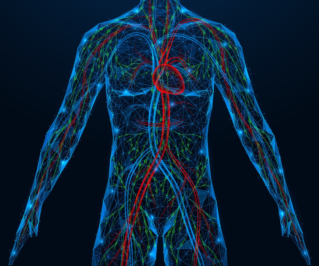 Ilustração digital do corpo humano destacando o sistema linfático, vasos linfáticos e circulação sanguínea em modelo anatômico com fundo escuro.