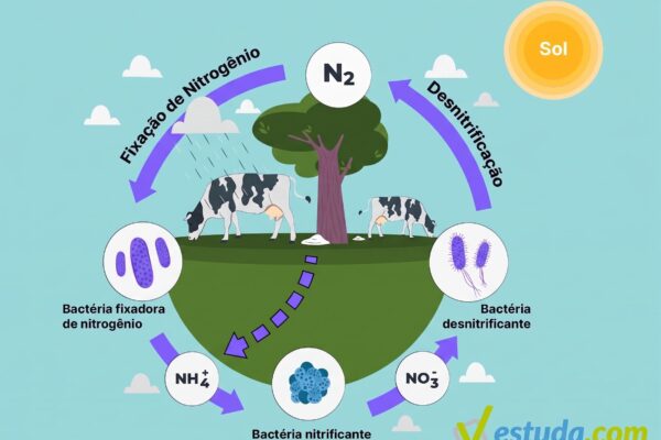 Infográfico em estilo de arte em feltro detalhando as cinco etapas do Ciclo do Nitrogênio: Fixação, Amonificação, Nitrificação, Cadeia Alimentar e Desnitrificação.