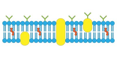 Ilustração da Membrana Plasmática com bicamada lipídica, proteínas integrais e periféricas, ideal para estudar a estrutura e função da Membrana Plasmática.
