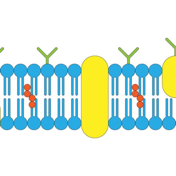 Ilustração da Membrana Plasmática com bicamada lipídica, proteínas integrais e periféricas, ideal para estudar a estrutura e função da Membrana Plasmática.