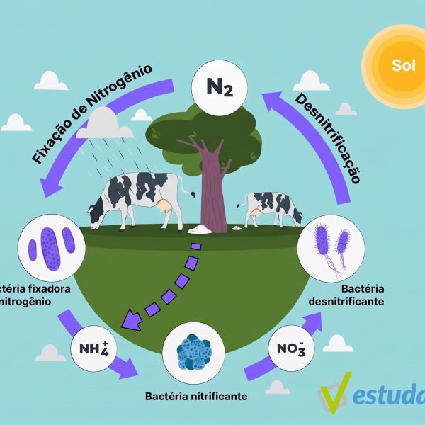 Infográfico em estilo de arte em feltro detalhando as cinco etapas do Ciclo do Nitrogênio: Fixação, Amonificação, Nitrificação, Cadeia Alimentar e Desnitrificação.