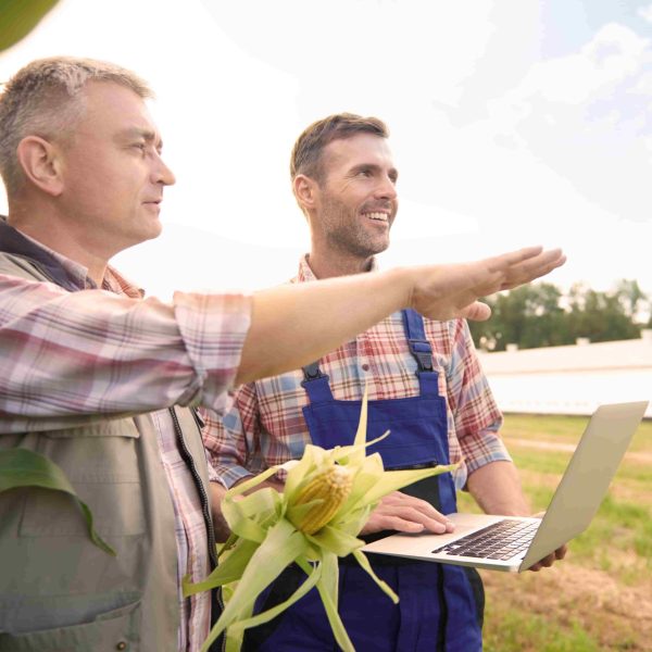Engenheiro agrônomo orientando produtor rural no campo com laptop e espiga de milho na mão, analisando produção agrícola.