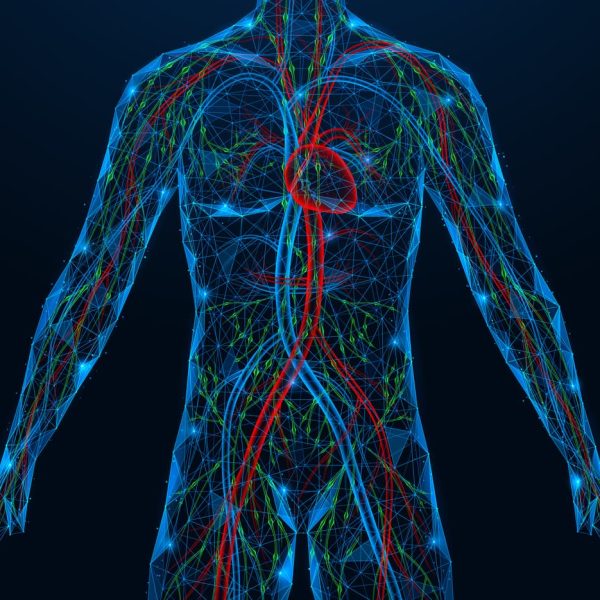 Ilustração digital do corpo humano destacando o sistema linfático, vasos linfáticos e circulação sanguínea em modelo anatômico com fundo escuro.